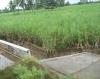 Sugarcane field in Viluppuram